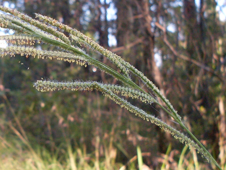 Paspalum urvillei (Vasey Grass) (alternate view 4)