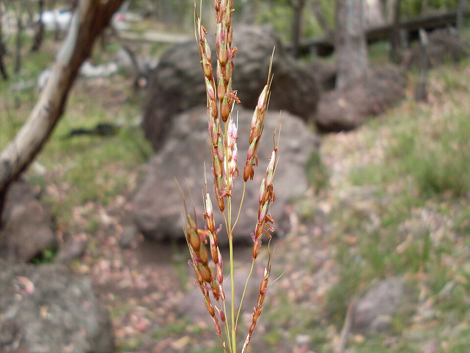 Sorghum halepense (Johnson grass)