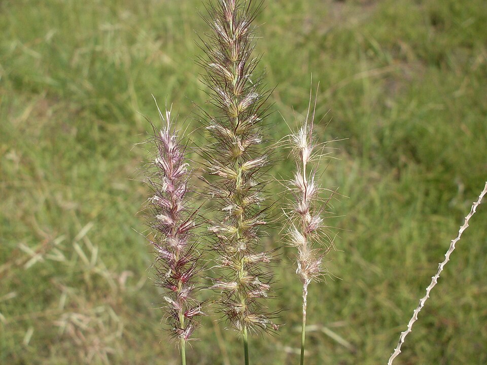 Cenchrus ciliaris (buffelgrass) (alternate view 7)