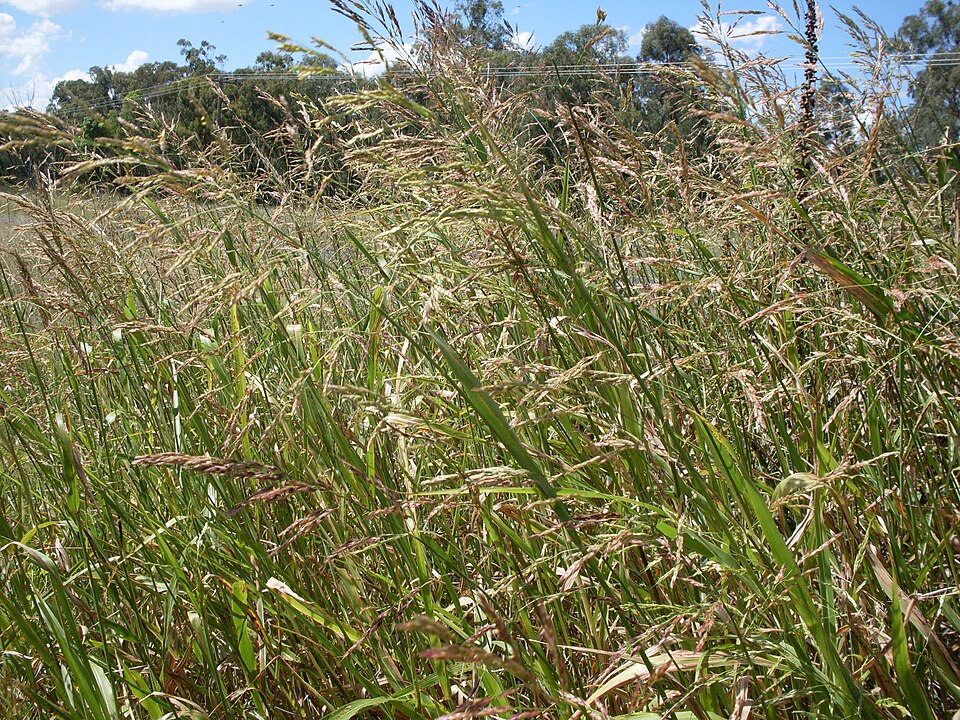 Sorghum halepense (Johnson grass)