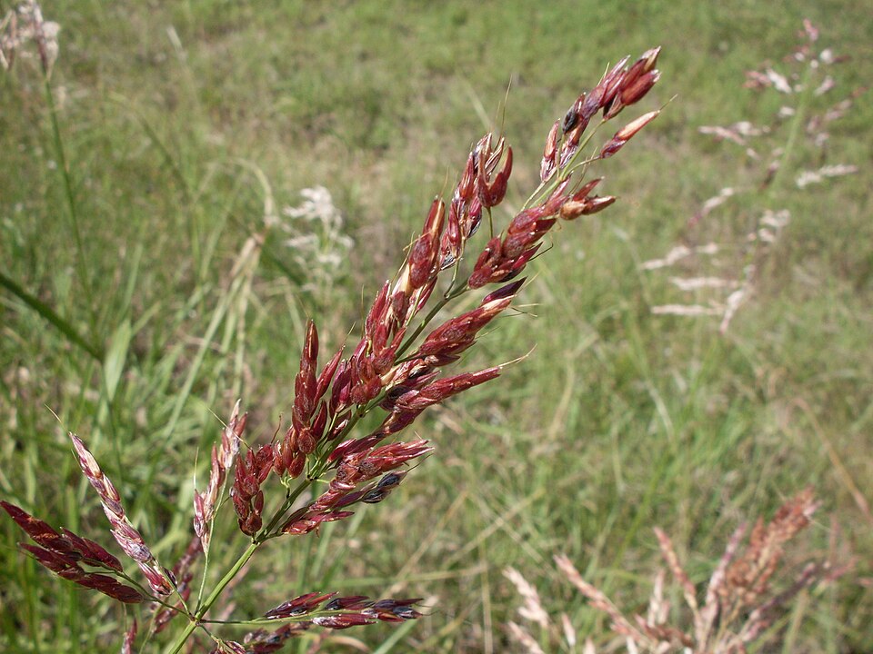Sorghum halepense (Johnson grass)