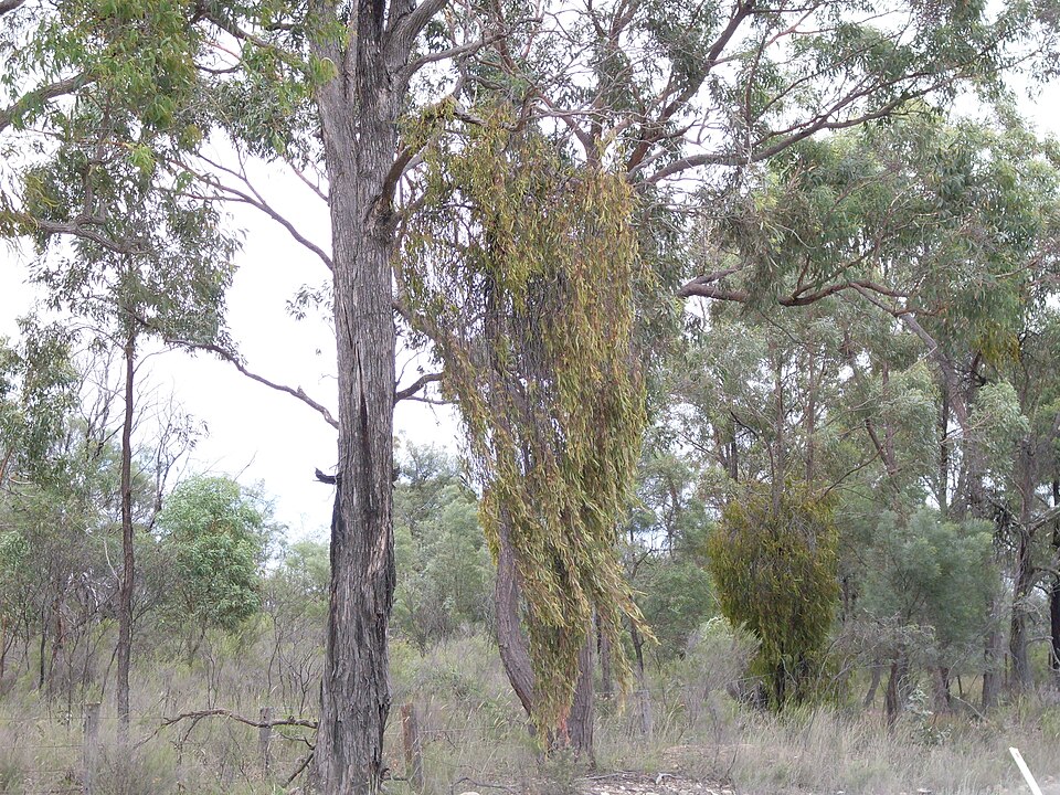 Muellerina eucalyptoides (creeping mistletoe)