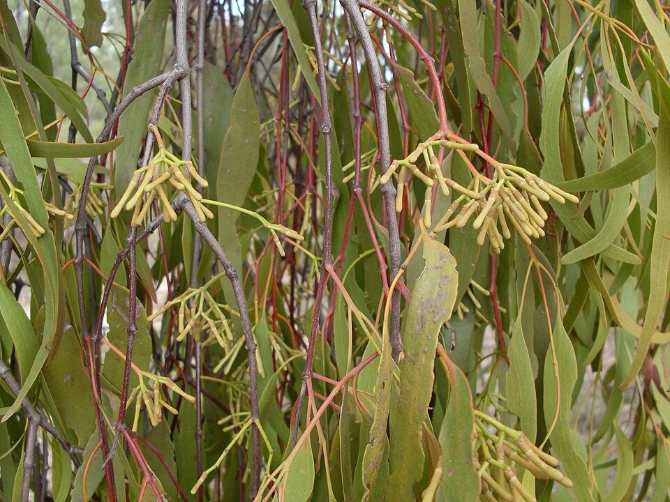 Muellerina eucalyptoides (creeping mistletoe) (alternate view 2)