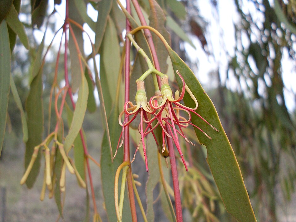 Muellerina eucalyptoides (creeping mistletoe) (alternate view 3)