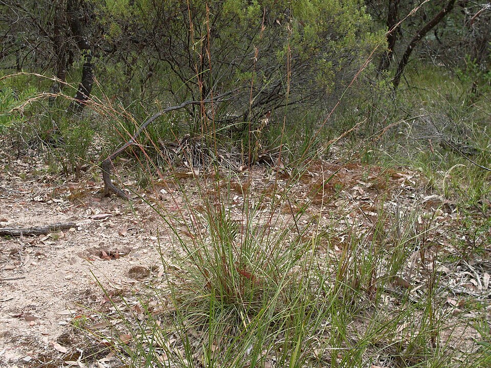 Cymbopogon refractus (barbwire grass) (alternate view 8)