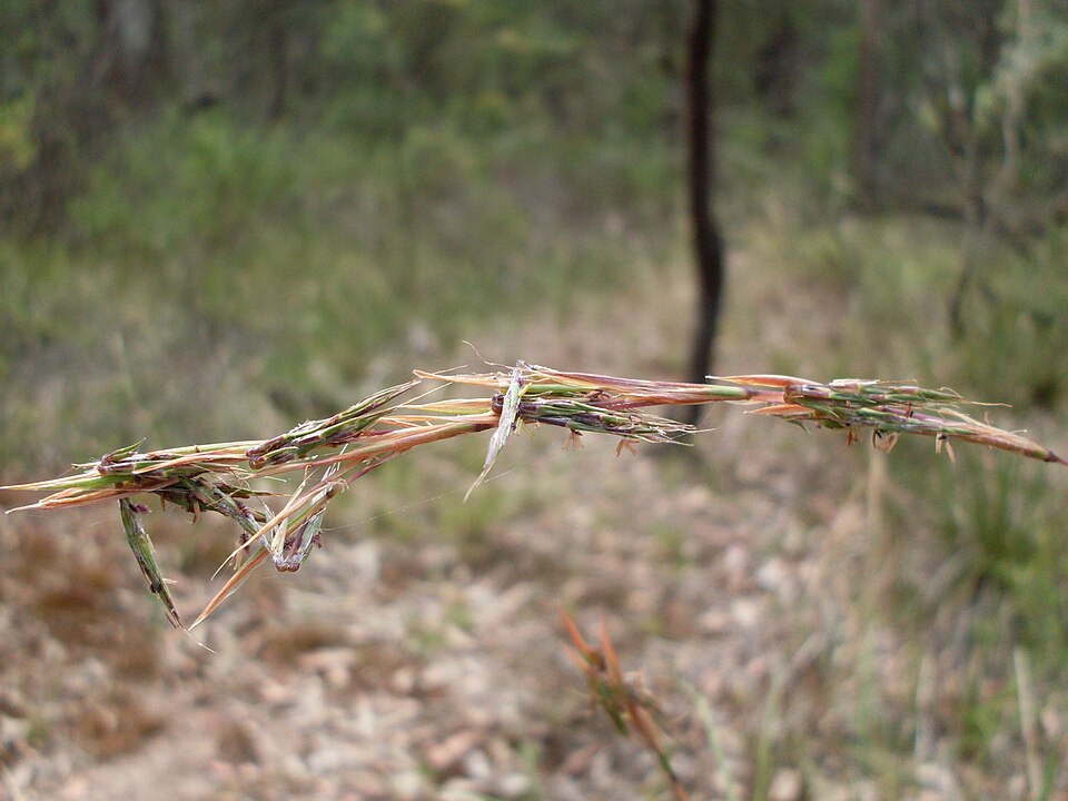 Cymbopogon refractus (barbwire grass) (alternate view 9)