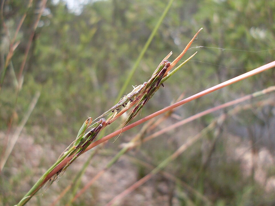 Cymbopogon refractus (barbwire grass) (alternate view 10)