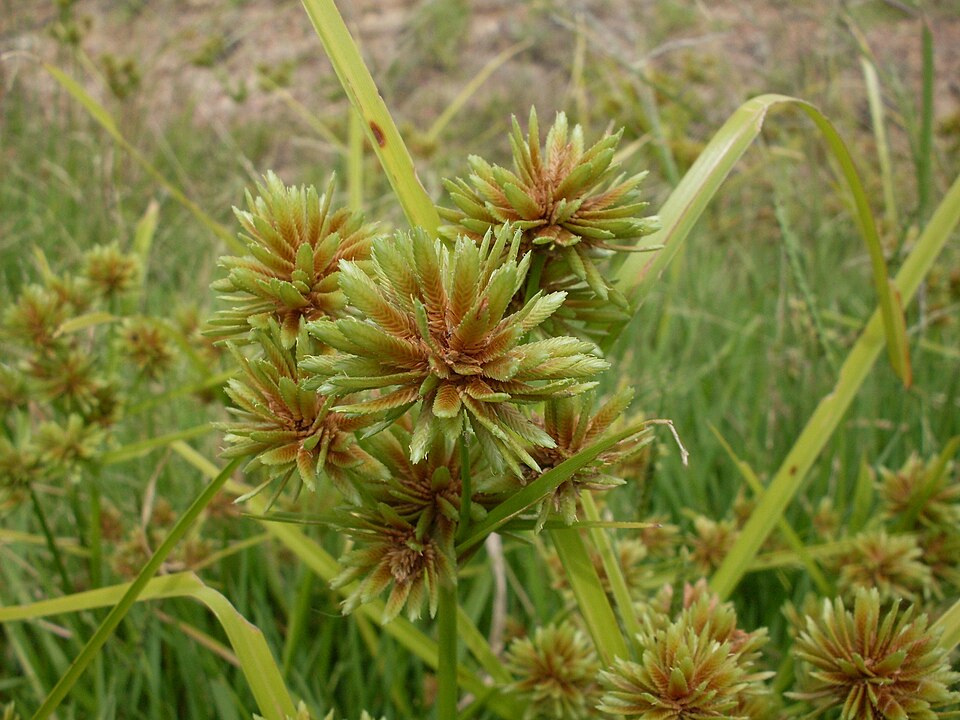 Cyperus eragrostis (tall flatsedge)