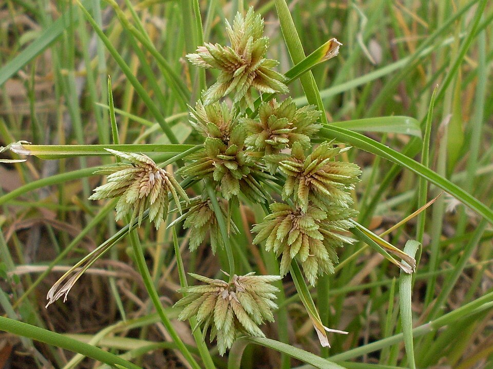 Cyperus eragrostis (tall flatsedge)