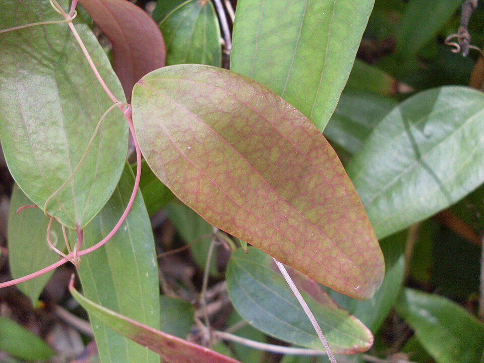 Smilax glyciphylla (Sweet Sarsaparilla) (alternate view 10)