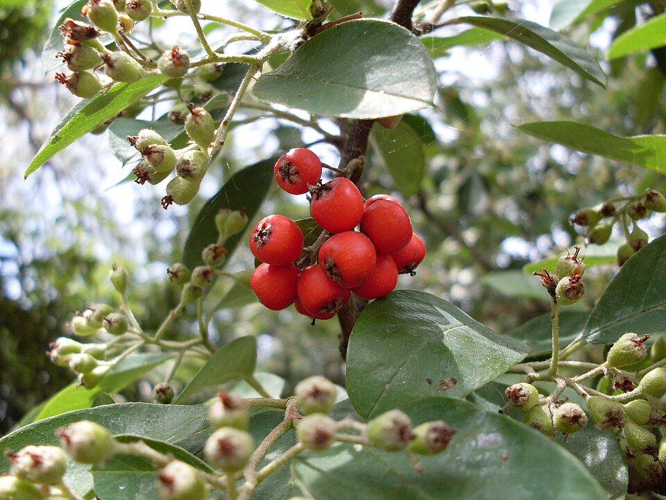 Cotoneaster glaucophyllus (Bright bead cotoneaster) (alternate view 7)