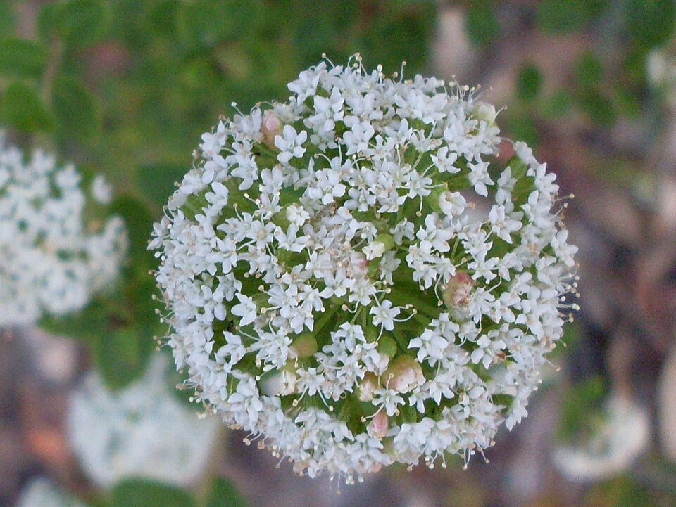 Platysace lanceolata (Shrubby Platysace) (alternate view 7)