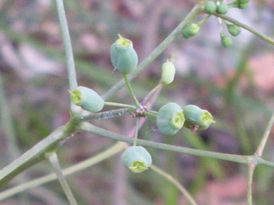 Polyscias sambucifolia (Elderberry Panax) (alternate view 4)