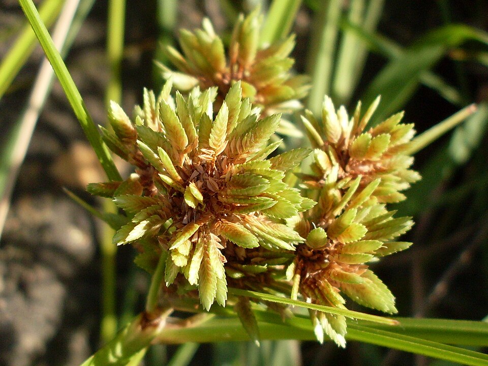 Cyperus eragrostis (tall flatsedge)