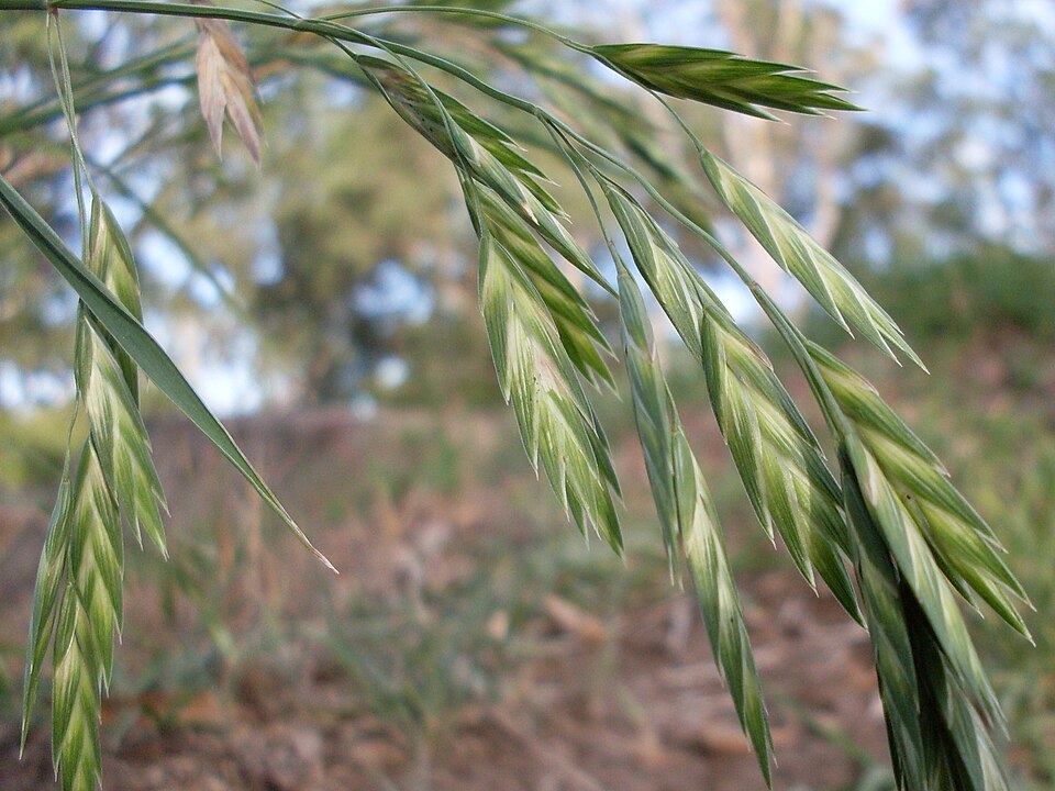 Bromus catharticus (Rescue Brome) (alternate view 2)
