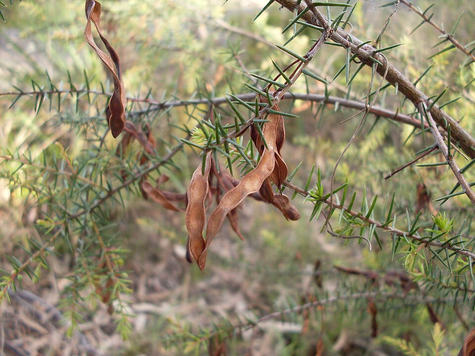 Acacia ulicifolia (juniper wattle) (alternate view 3)