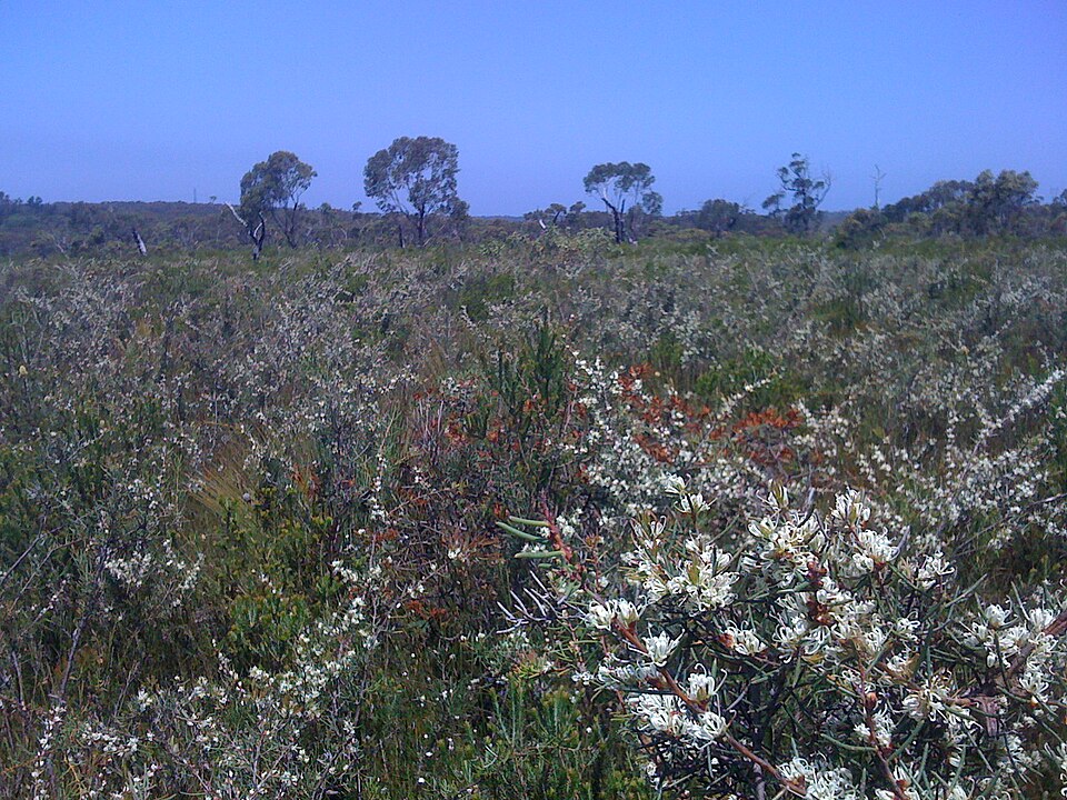 Hakea teretifolia (Dagger Hakea) (alternate view 10)