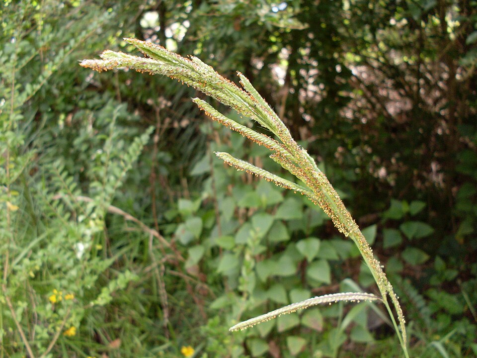 Paspalum urvillei (Vasey Grass) (alternate view 5)