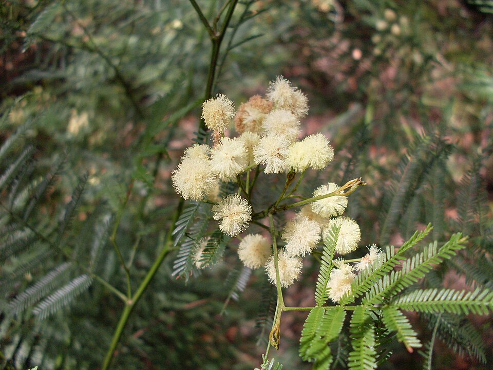 Acacia parramattensis (Parramatta Green Wattle) (alternate view 10)