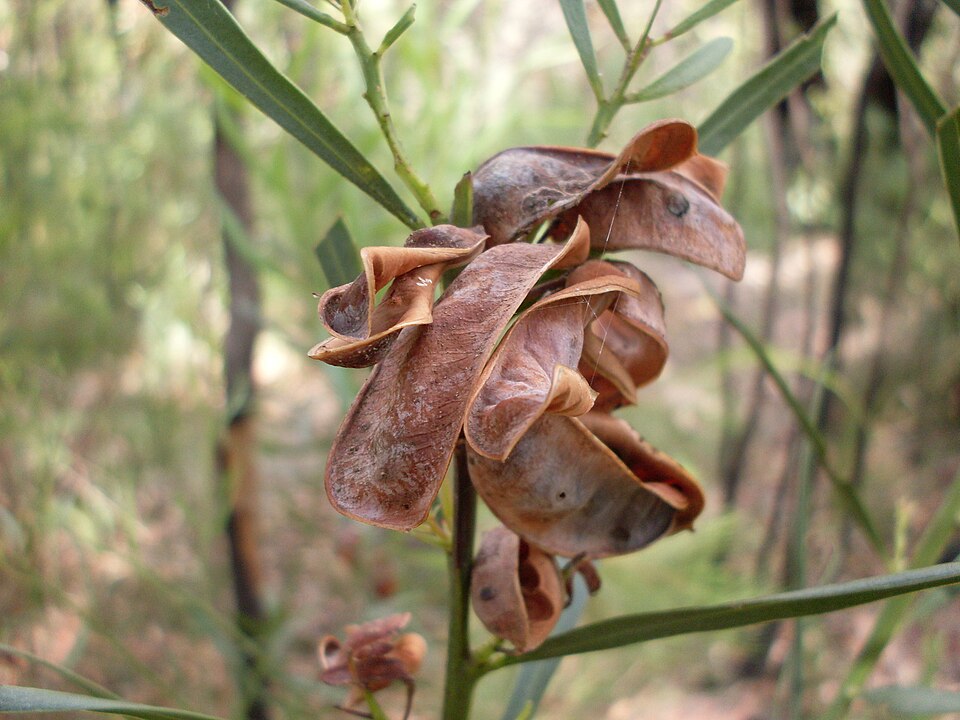 Acacia suaveolens (Sweet Wattle) (alternate view 5)