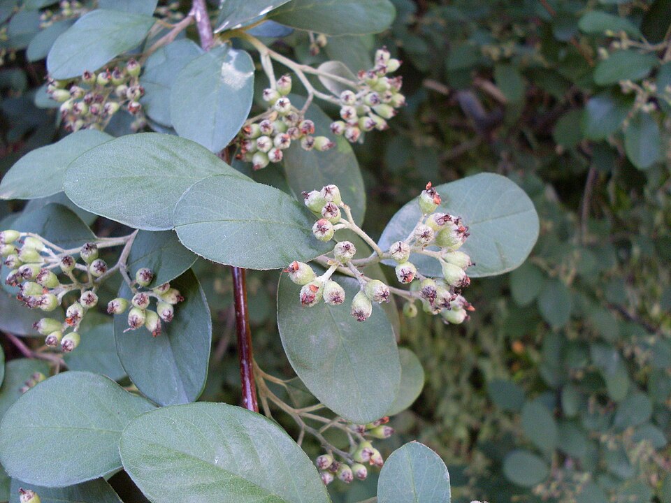 Cotoneaster glaucophyllus (Bright bead cotoneaster) (alternate view 8)