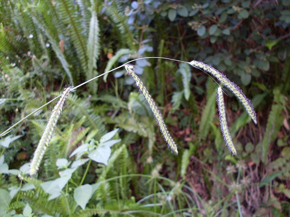 Paspalum dilatatum (Dallis grass) (alternate view 6)