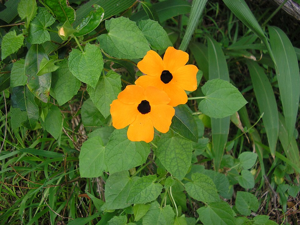 Thunbergia alata (black-eyed Susan vine) (alternate view 10)