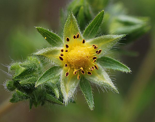 Potentilla recta (sulfur cinquefoil) (alternate view 6)