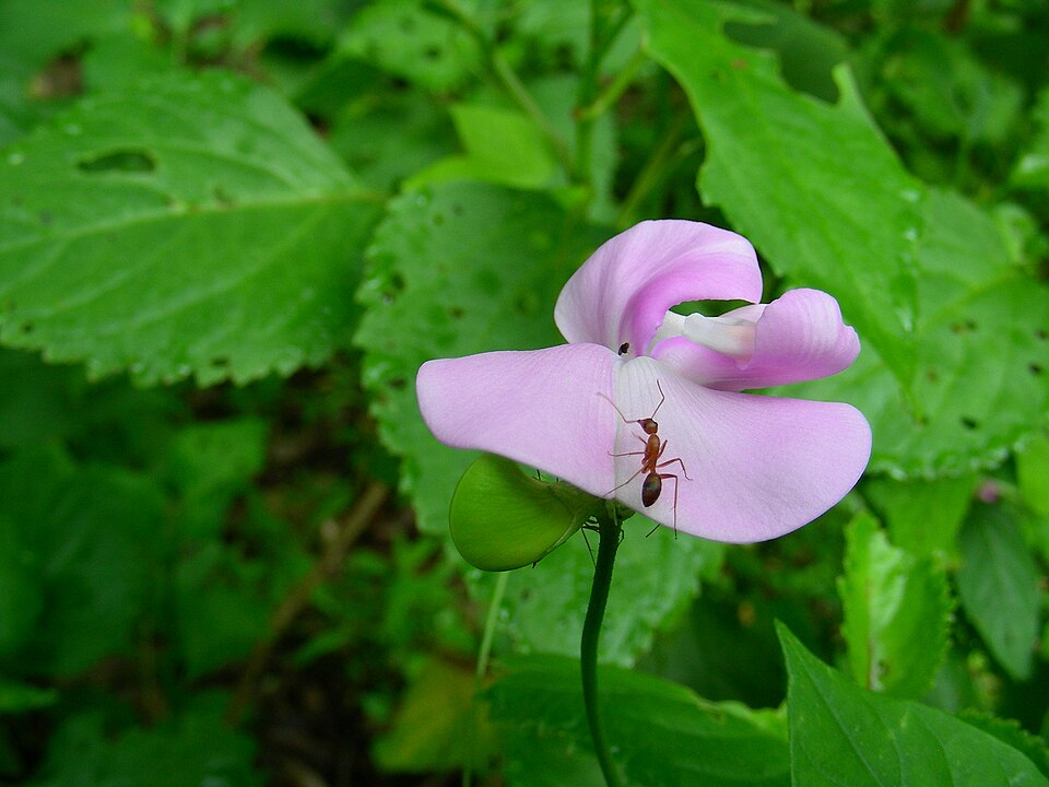 Canavalia rosea (Beach Bean) (alternate view 6)