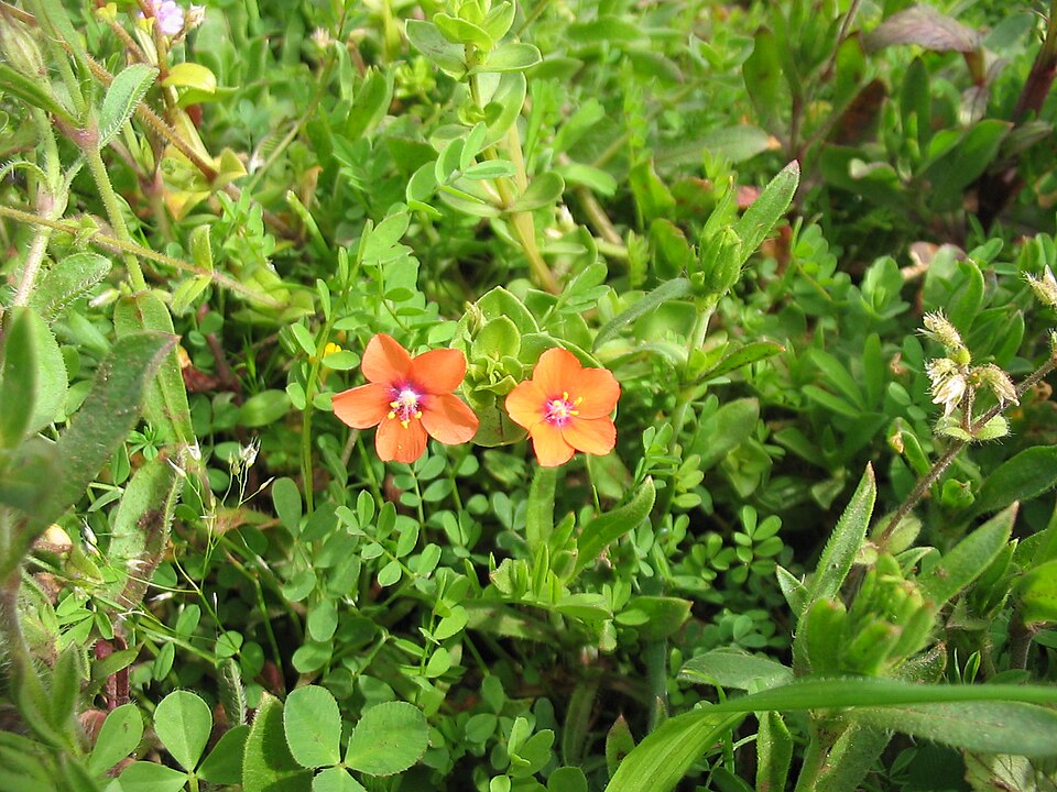 Lysimachia arvensis (scarlet pimpernel)