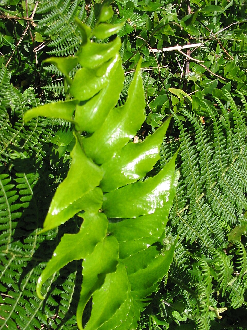 Cyrtomium falcatum (Japanese Holly Fern) (alternate view 6)