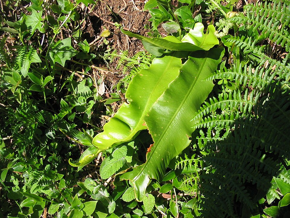 Asplenium scolopendrium (Harts Tongue Fern) (alternate view 6)