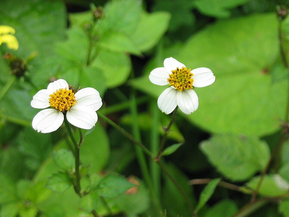 Bidens pilosa (Hairy Beggarticks) (alternate view 6)