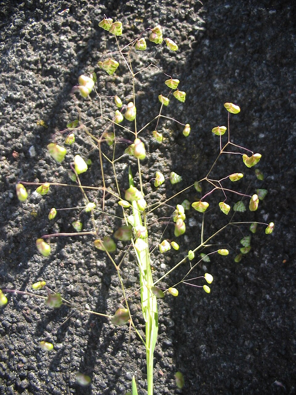 Briza minor (Little quaking-grass) (alternate view 7)