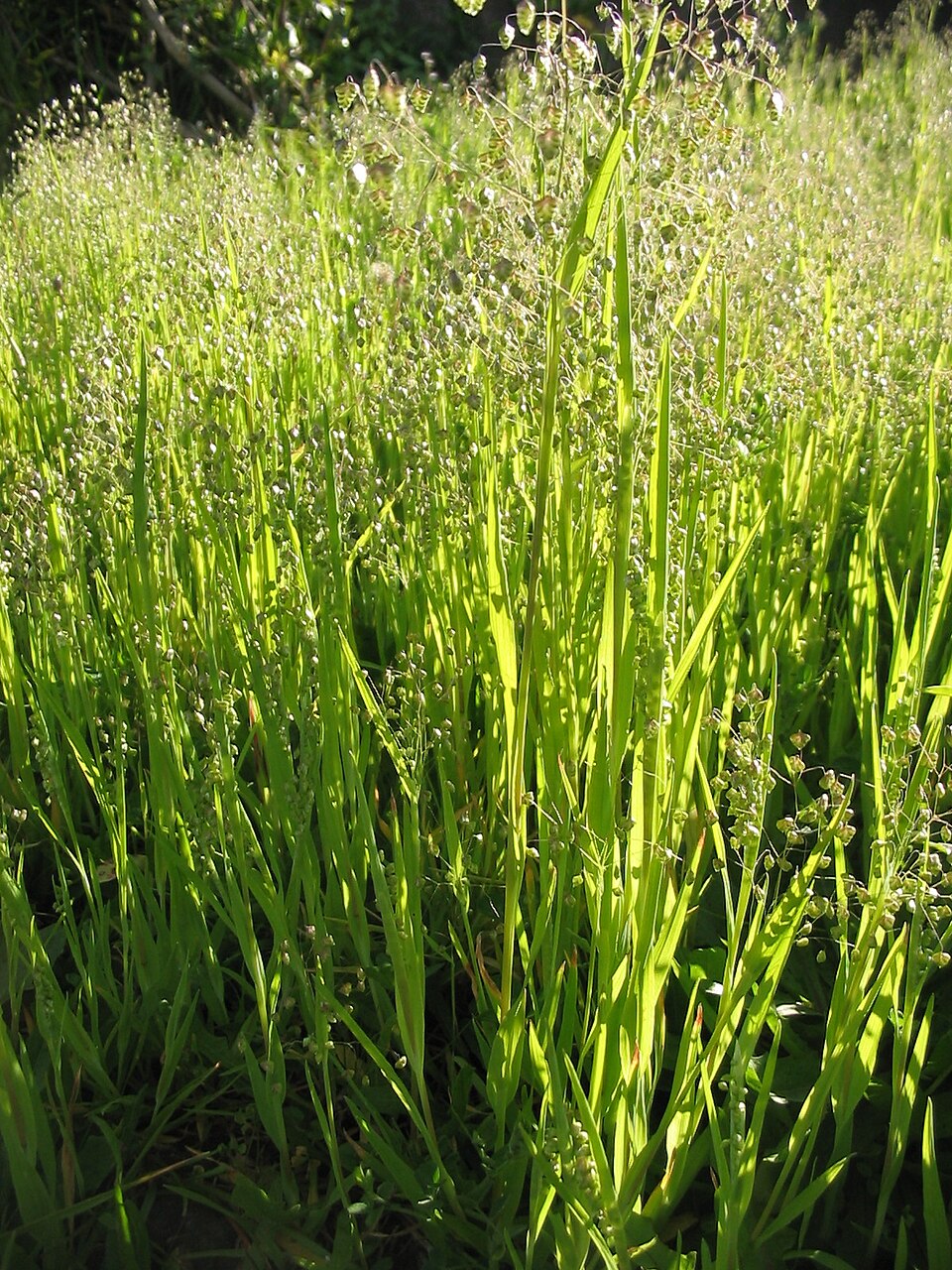 Briza minor (Little quaking-grass) (alternate view 8)
