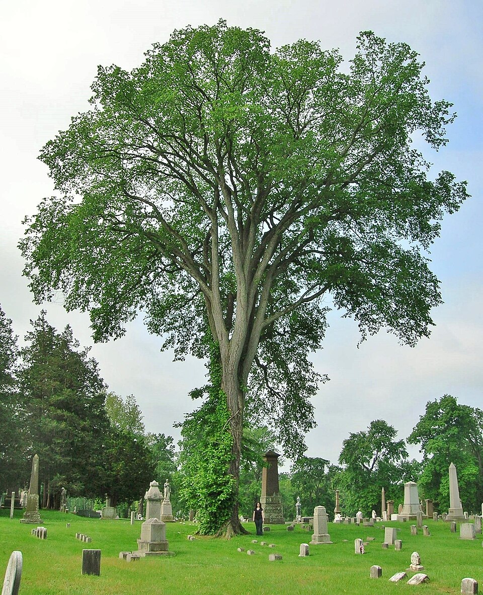 Ulmus americana (American Elm)