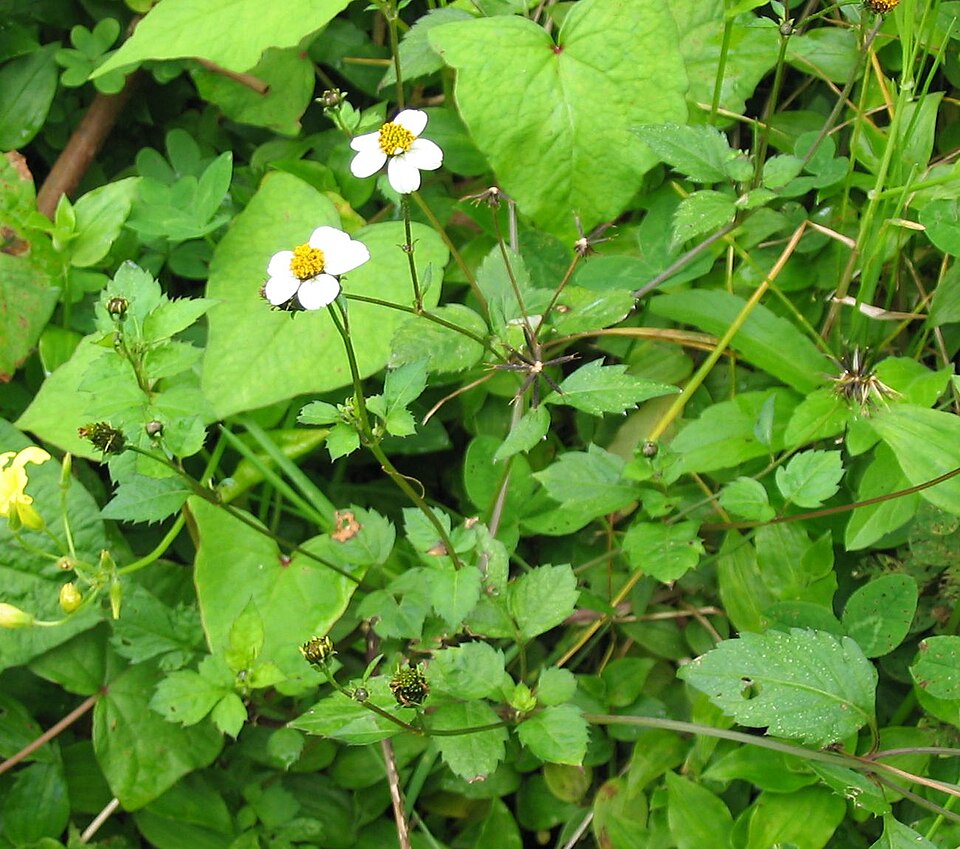 Bidens pilosa (Hairy Beggarticks) (alternate view 7)