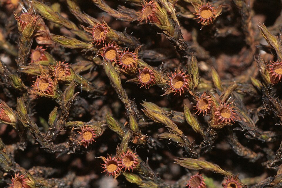 Schistidium crassipilum (Thickpoint Bloom Moss)