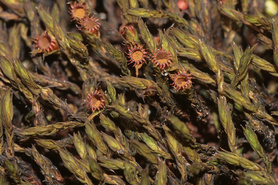 Schistidium crassipilum (Thickpoint Bloom Moss)