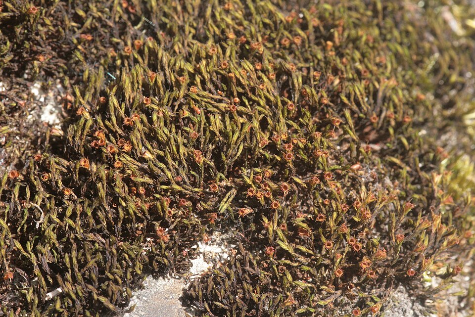 Schistidium crassipilum (Thickpoint Bloom Moss)