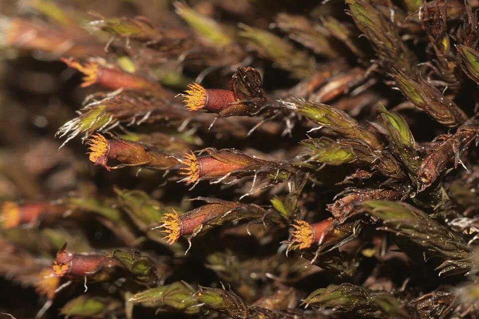 Schistidium crassipilum (Thickpoint Bloom Moss)
