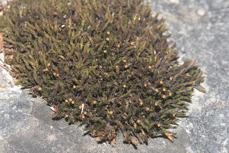 Schistidium crassipilum (Thickpoint Bloom Moss)