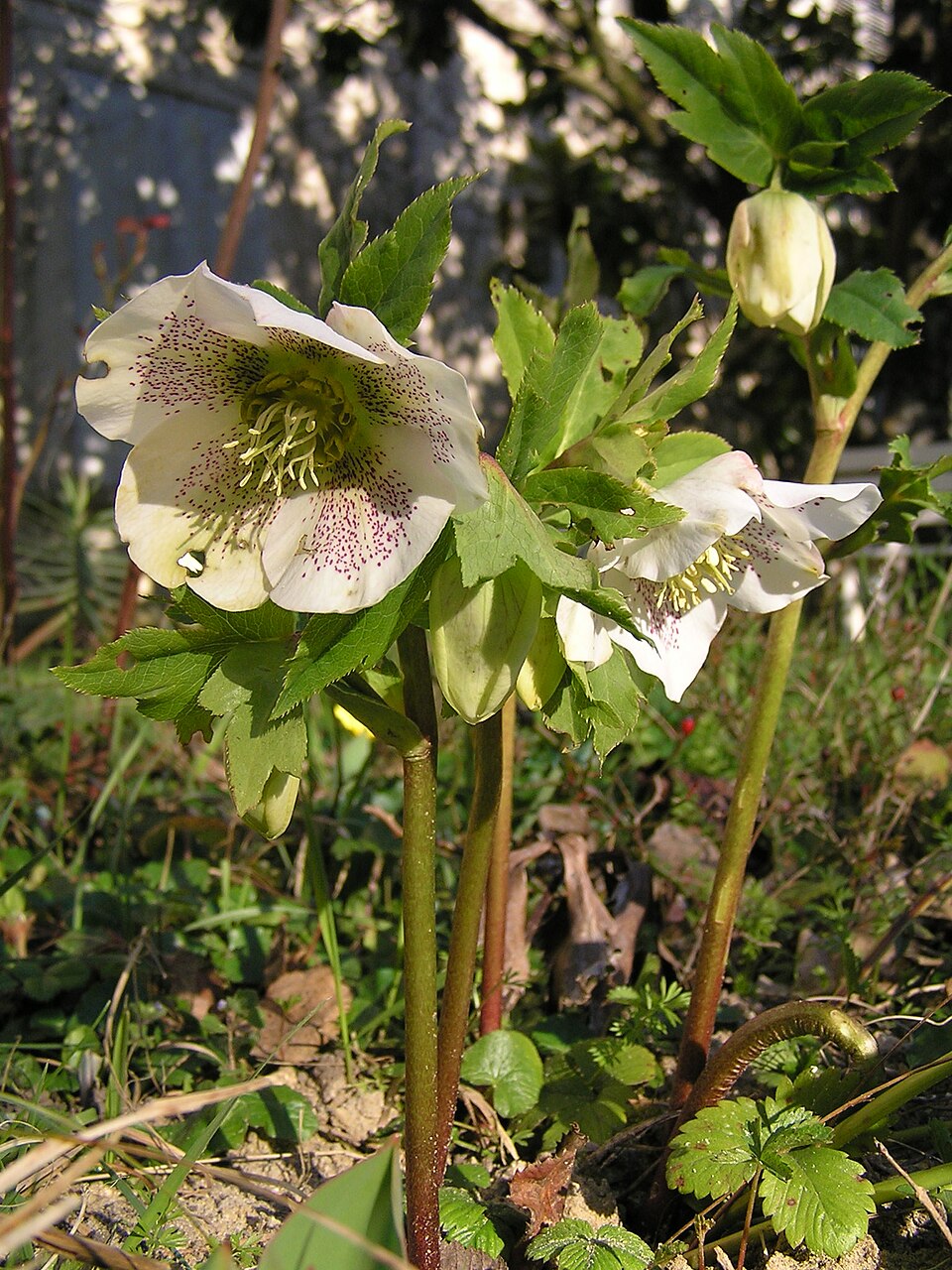 Helleborus orientalis (Lenten Rose) (alternate view 6)