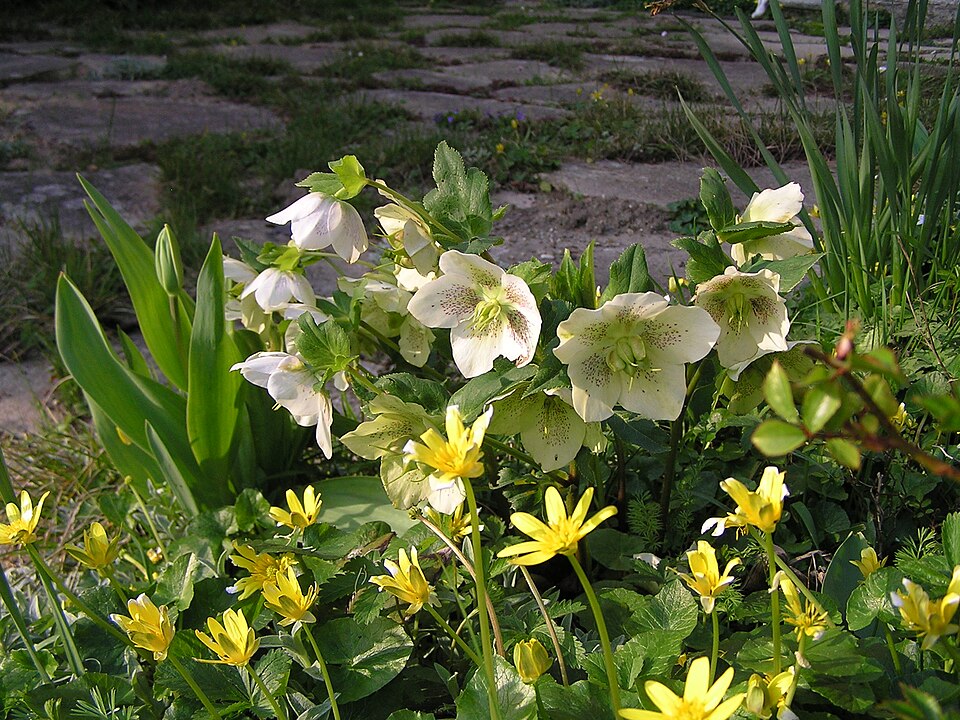 Helleborus orientalis (Lenten Rose) (alternate view 7)