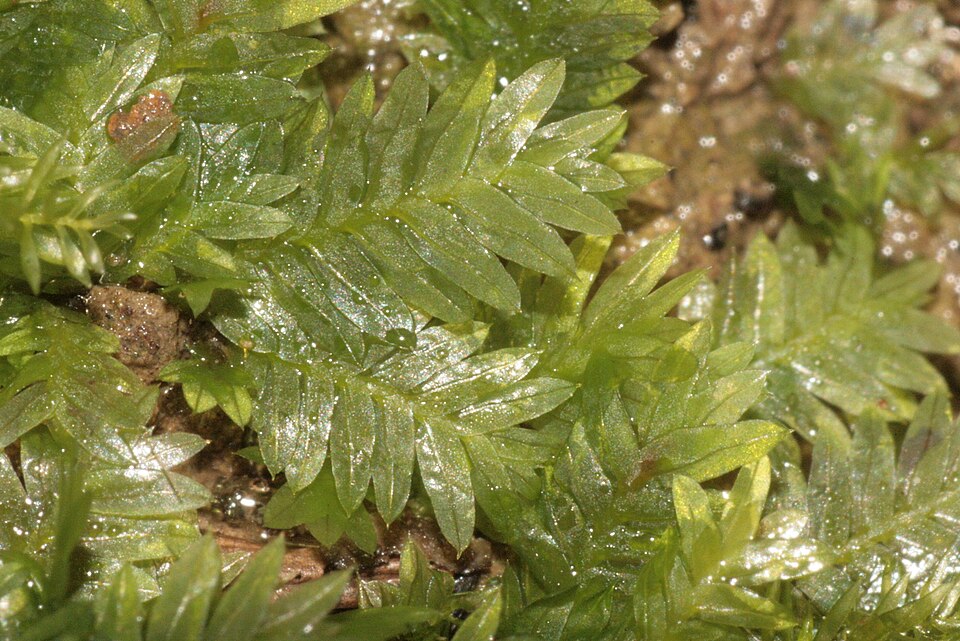 Fissidens taxifolius (Common Pocket-moss)