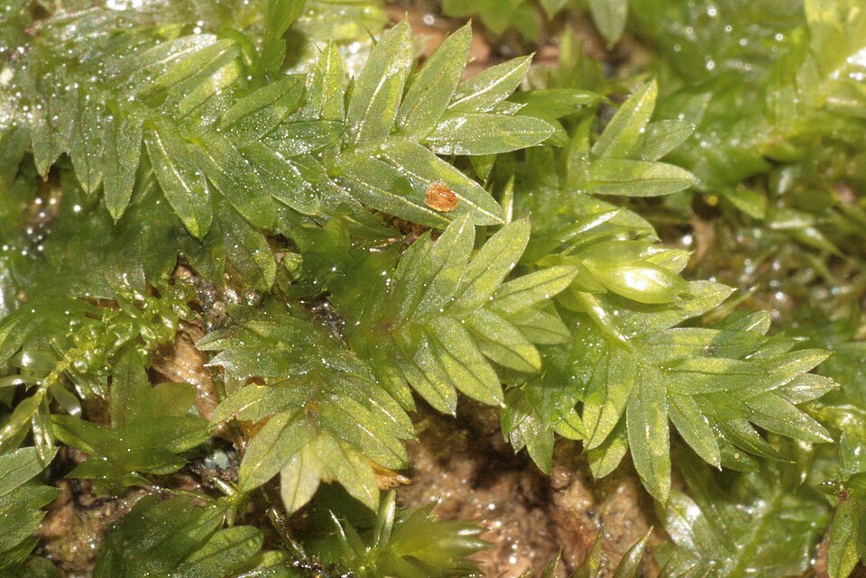 Fissidens taxifolius (Common Pocket-moss)