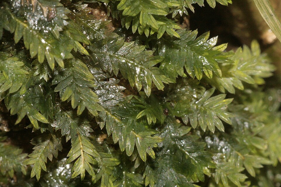 Fissidens taxifolius (Common Pocket-moss)