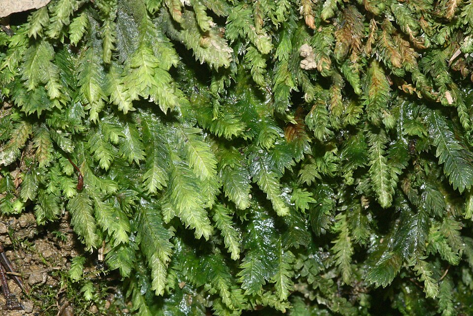 Fissidens taxifolius (Common Pocket-moss)