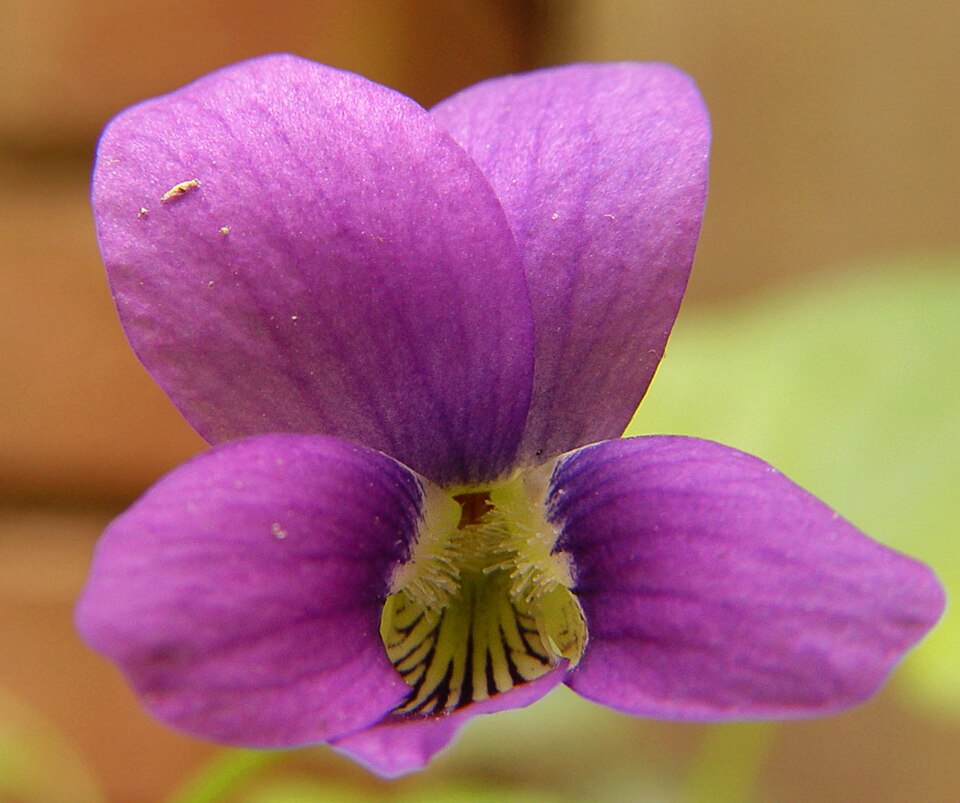 Viola adunca (Early Blue Violet) (alternate view 6)