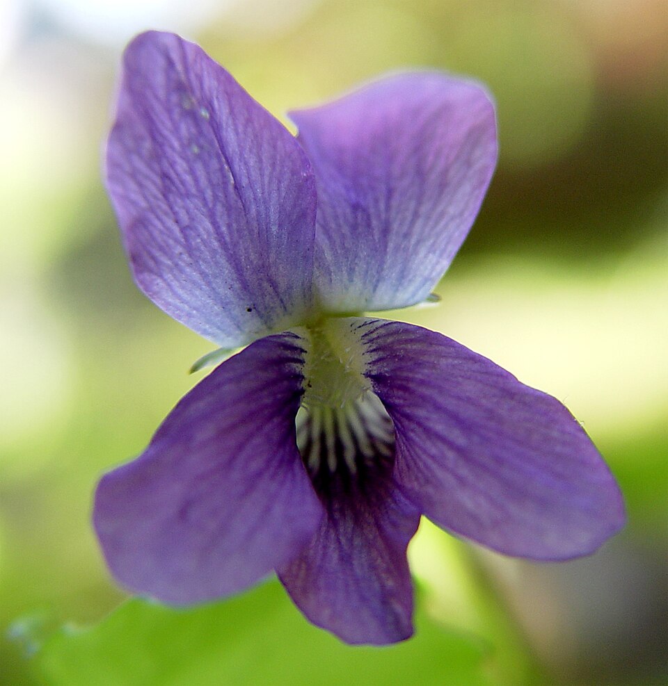 Viola adunca (Early Blue Violet) (alternate view 7)